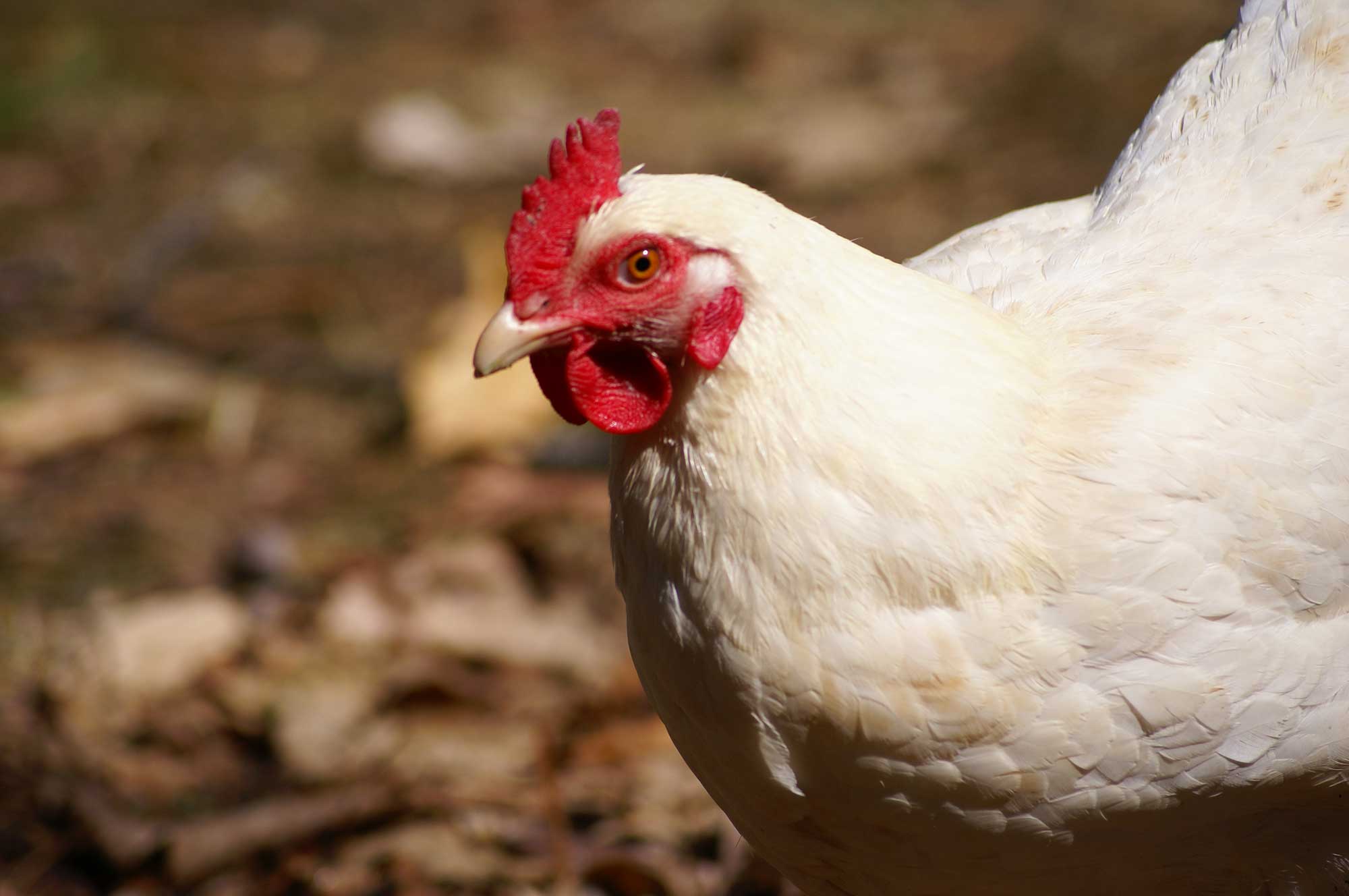 Chicken
