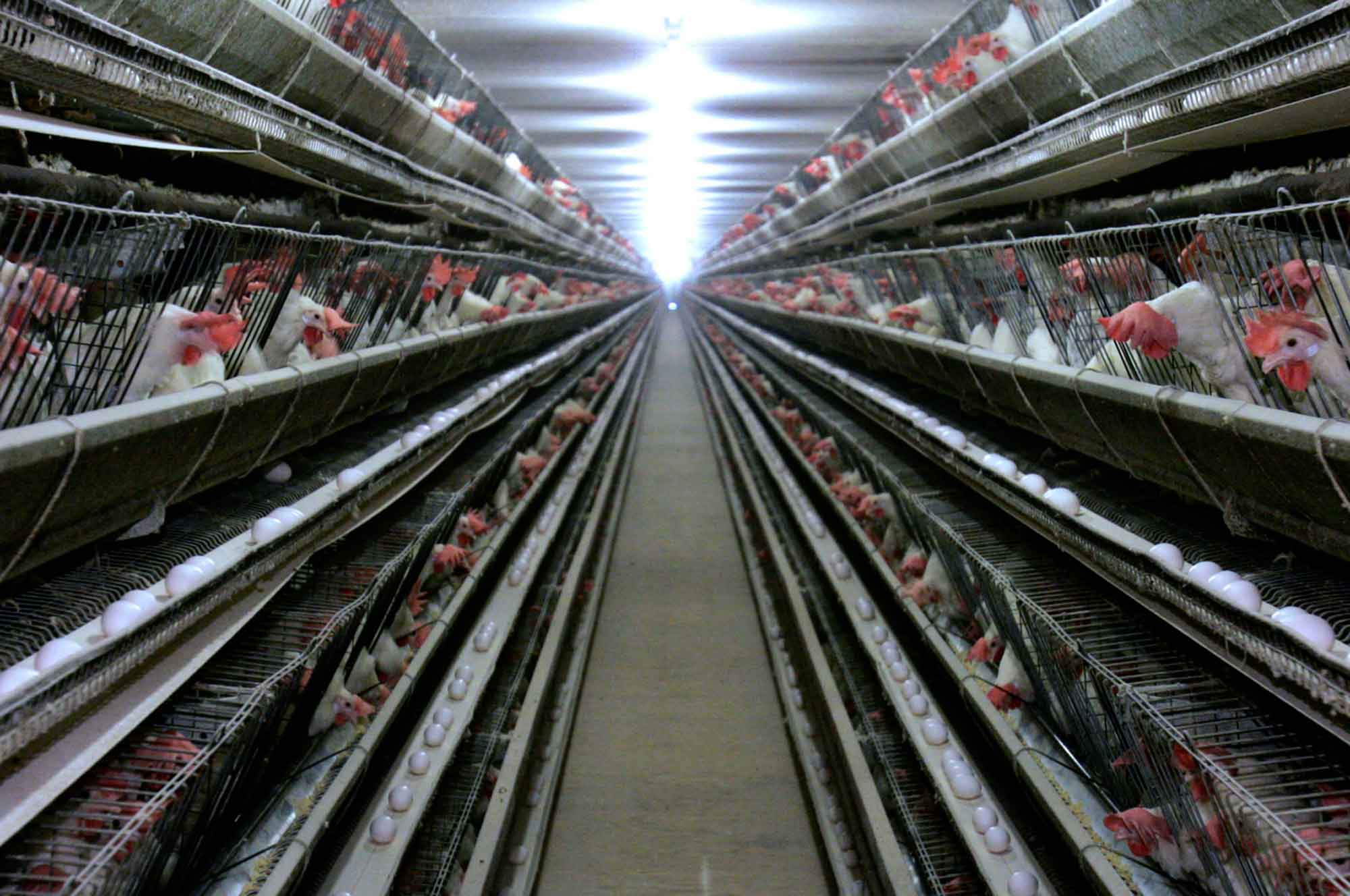 Poultry