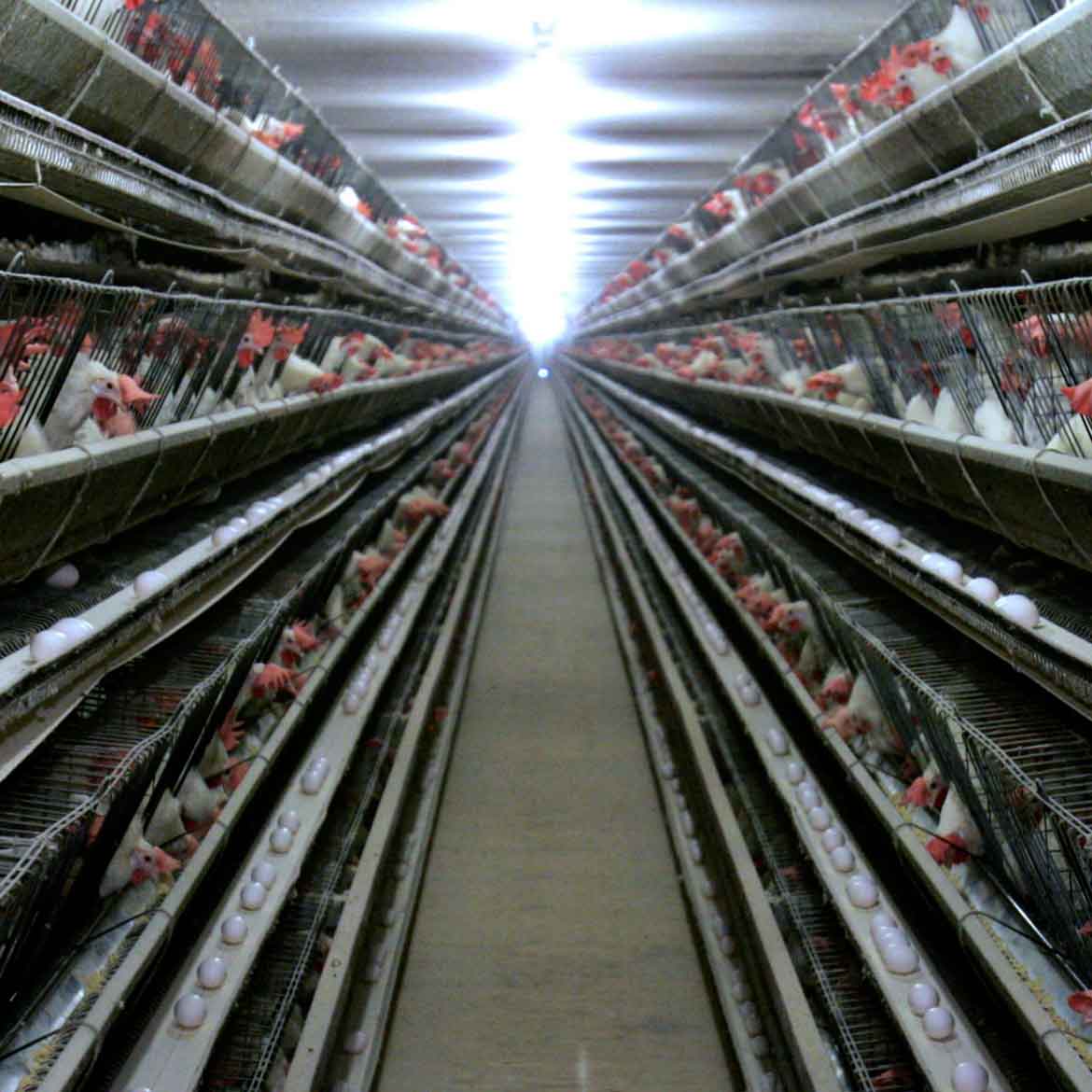 poultry