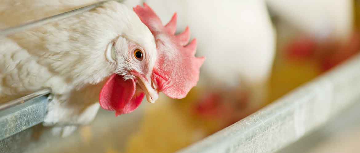 poultry feeds